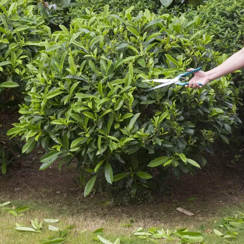 Vista 4 de Tijeras de mano para jardinería o esquila de ovejas - Tijeras topiarias/setos de acero inoxidable manganeso para poda GD-010-S