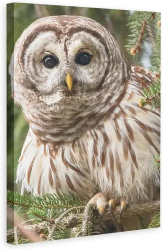 Vista 6 de Póster de lienzo con diseño de búho con diseño de pájaro con diseño de barras, decoración de dormitorio, paisaje deportivo, oficina, habitación