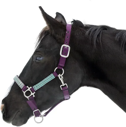 Vista 7 de Kensington Premium Nylon Halter Size: M-Small Horse Color: 2021 - Atlantis