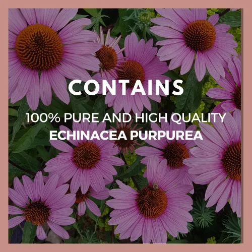 Vista 4 de Remedy's nutrition Echinacea 1,000 mg, 60 cápsulas veganas Suplemento dietético a base de hierbas Suministro para dos meses