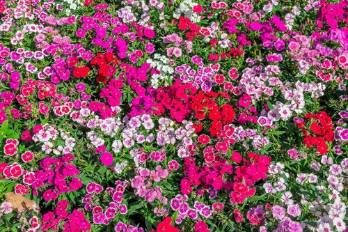 Vista 6 de 500 Pinks chinos mezclados China Rainbow Pink Dianthus Chinensis Semillas de flores bicolor
