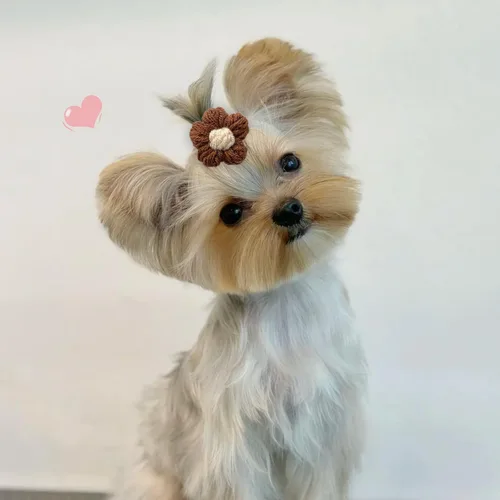 Vista 5 de 20 Piezas Lazos para el Cabello de Perros Pequeños con Bandas de Goma Hechos a Mano Lazos para el Cabello de Cachorros Lindos Accesorios
