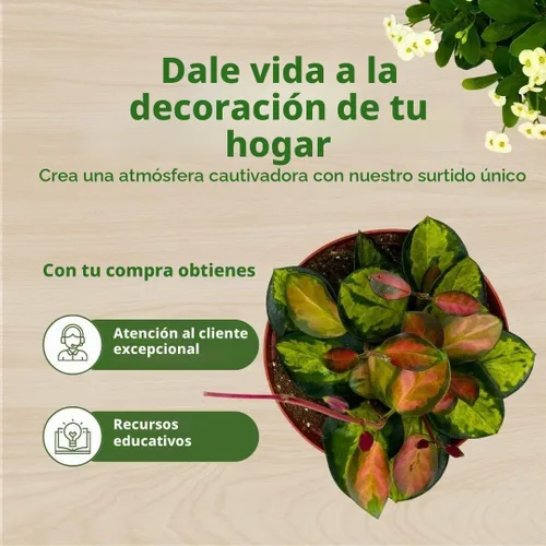 Vista 6 de BubbleBlooms Hoya Australis abigarrada, Lisa tricolor, planta viva limitada muy rara, en maceta de 4 pulgadas