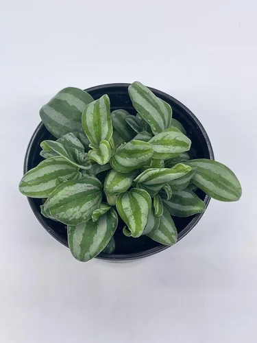 Vista 3 de BubbleBlooms Peperomia Mini Sandía, 4 pulgadas de diámetro