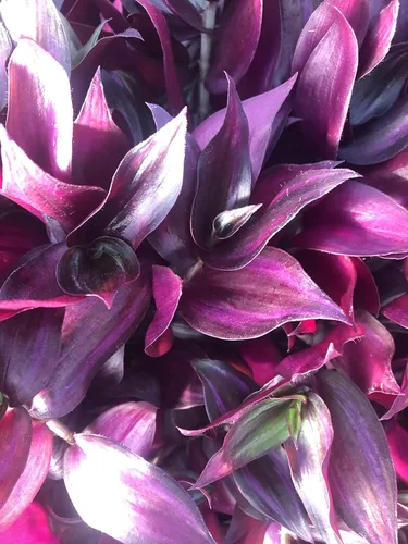 Vista 2 de Tradescantia Zebrina ~ 10 esquejes enraizados ~ Gema roja ~ Judio errante raro (5 piezas)