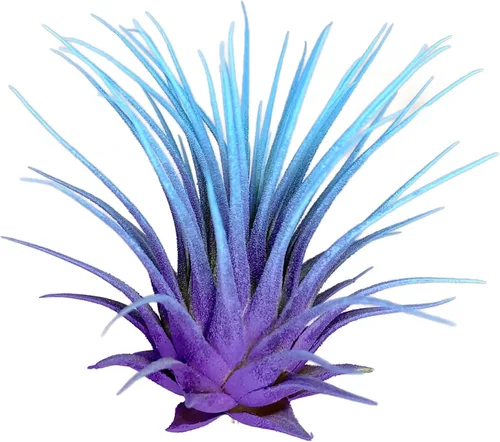 Vista 7 de Planta de aire Rainbow Tillandsia, planta de aire Tillandsia, planta de aire, purificación de aire, planta de casa, decoración y regalo para el azul