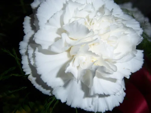 Vista 2 de 50 semillas de flor de granadina de Caryophyllus de clavel blanco *Comb S/H