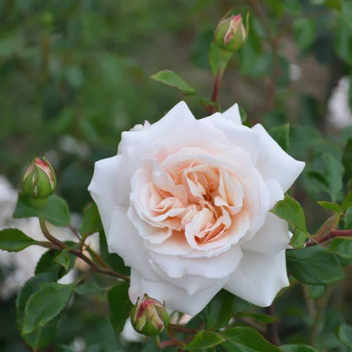 Vista 2 de Own-Root - Rosa leyenda inglesa de un galón Penny Lane™ de Heirloom Roses