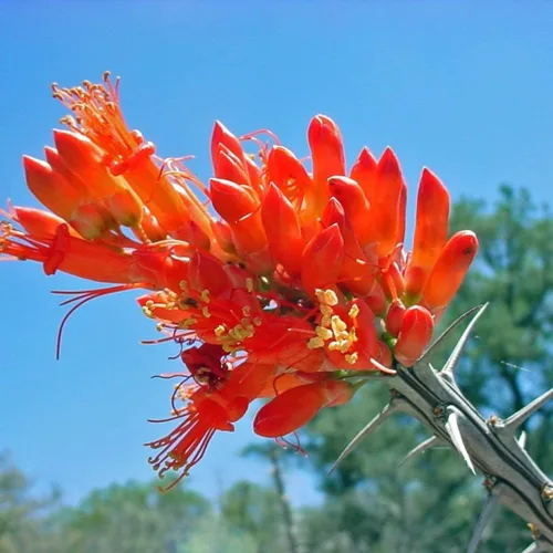 Vista 3 de 1117-Coachwhip, Ocotillo (Fouquieria splendens) Seeds de Robsrareandgiantseeds UPC0764425787174 - Semillas sin OMG, orgánicas, cultivador