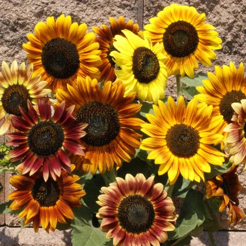 Vista 7 de Outsidepride 1/4 lb. Helianthus Annuus Autumn Beauty - Mezcla de semillas de girasol para plantar