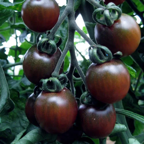 Vista 4 de Semillas de Tomate Cherry Negro - Vegetales de reliquia - Sin OGM