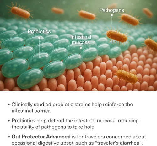 Vista 11 de Probióticos de viaje para la salud digestiva, apoyo inmunológico y diarrea ocasional del viajero Probióticos para la salud intestinal Suplemento