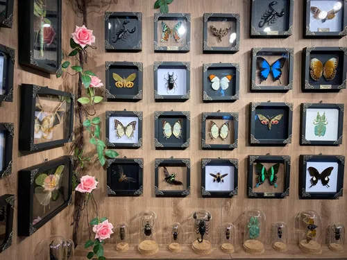 Vista 118 de 2 Real Dragonfly Specimens Shadow Box Framed Insect Display Oddities Curiosities Entomology Collection Natural History Wall Decor Gift for Nature
