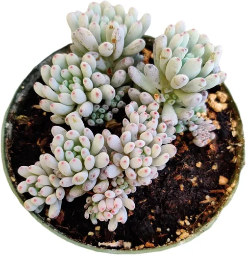 Vista 5 de Plantas suculentas vivas (Graptopetalum Superbum de 2")