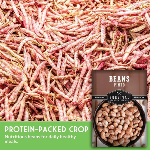 Vista 5 de Semillas de frijol Pinto para plantar, frijoles secos de reliquia, variedad de arbustos de alto rendimiento, cultivo alimenticio rico en proteínas