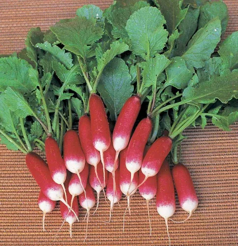Vista 3 de Semillas de Rábano Francés Vegetal 18 Días Temprano Rojo Heirloom - 300 Semillas