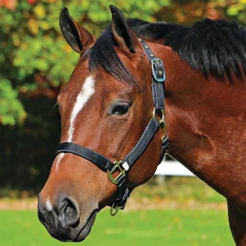 Vista 2 de Dura-Tech Cabestro de caballo de nailon totalmente acolchado Cabestro para caballo diseñado para evitar rozaduras Corona y bordillo de caballo