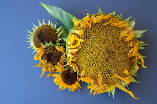 Vista 5 de Semillas de girasol gigante para plantar – Cultiva girasoles gigantes en tu jardín – 50 semillas de reliquia sin OGM – Instrucciones completas
