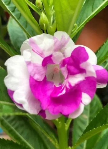 Vista 7 de Generic 100pcs Balsam Camellia Semillas de Flor 100pcs Balsam Camellia Semillas de Flor 100 semillas de flores de camelia de bálsamo