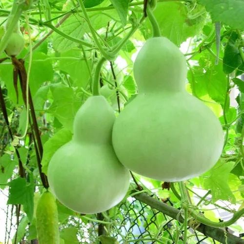 Vista 7 de Semillas Vegetal Calabash Botella Calabash Verde Calabaza (Lagenaria) - 10 Semillas