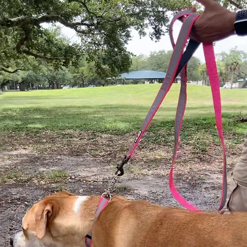 Vista 2 de Pawtitas Correa de perro de doble asa resistente para entrenamiento sin tirones, ideal para perros medianos y grandes, ideal para caminar, correr