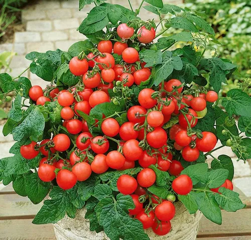 Vista 2 de Semillas de tomate rojo de interior - Todo el año para plantar - Vegetales tradicionales - Sin OMG