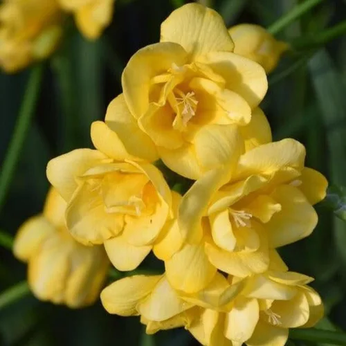 Vista 6 de Fresia - Bulbos de flores amarillas dobles fragantes, bombillas perennes fáciles de cultivar para plantar en otoño, perfectos para flores cortadas