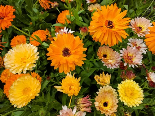 Vista 2 de 500 Colores Mezclados Fancy Mix Pot Caléndula Caléndula Officinalis Semillas De Flor