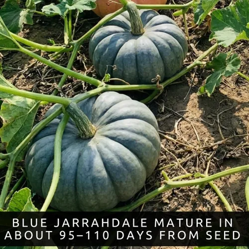 Vista 6 de Jarrahdale - Semillas de calabaza azul, 10 semillas por paquete, semillas de calabaza Jarrahdale azul (1 paquete)