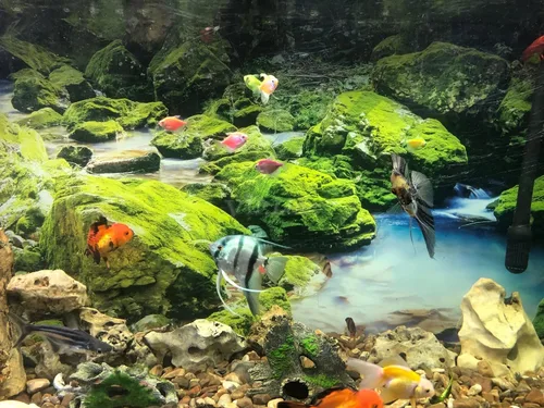 Vista 5 de Póster de fondo de acuario de piedra de musgo verde con fondo de acuario, decoración de fondo de pecera (24 x 12 pulgadas/24.0 x 11.8 in)