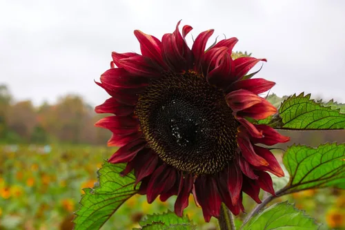 Vista 6 de 25 semillas de flor de girasol Helianthus annuus RED VELVET QUEEN