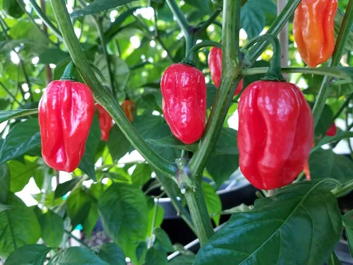 Vista 2 de Aji Dulce Pimiento Rojo 10+ Semillas