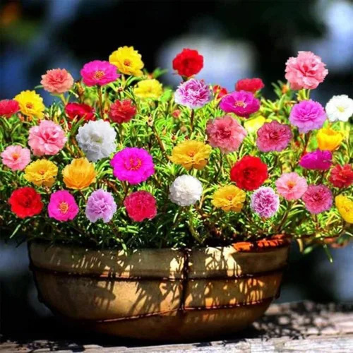 Vista 5 de 4 plantas Portulaca de rosa musgo, 4-8 pulgadas de alto, planta viva