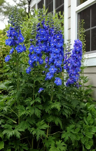Vista 4 de Semillas Blue Tall Delphinium - Flores anuales para plantar