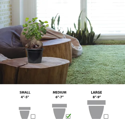 Vista 6 de Ficus de ginseng vivo, Ficus Retusa, Ficus de Taiwán, higo de Banyan, planta de interior bonsai, regalo de cumpleaños, regalo de inauguración
