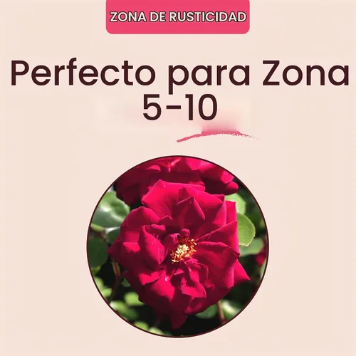 Vista 5 de Rosas trepadoras de reliquia, planta de raíz viva propia, resplandor Blaze
