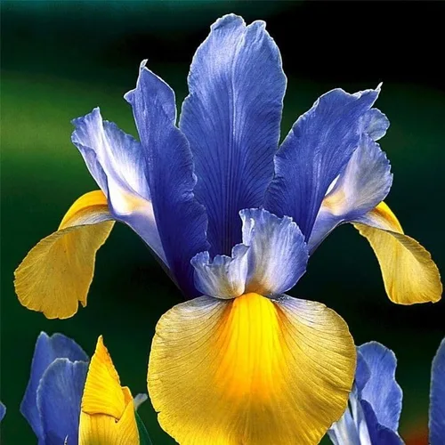 Vista 2 de 35 semillas de iris raras de colores mixtos, colores impresionantes para tu jardín, variedades poco comunes