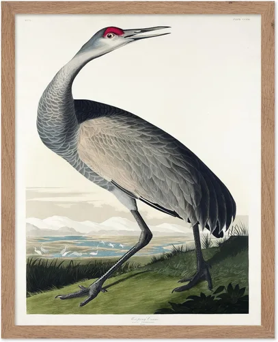 Vista 55 de Poster Master Póster vintage de James Audubon – Impresión retro de amargo americano – Arte de aves de América – Regalo para hombres, mujeres