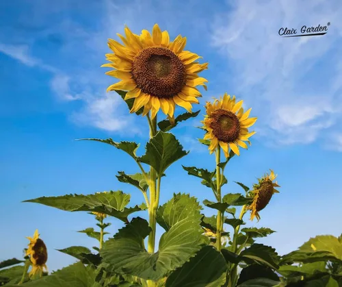 Vista 6 de Semillas de girasol gigantes para plantar, color gris mamut, 75 semillas, 100% sin OMG, polinizado abierto, atrae colibríes, abejas y mariposas
