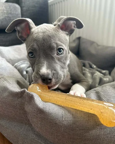 Vista 2 de Nylabone Original Bone Flexi - Juguete masticable para perros, juguetes flexibles para masticadores moderados, sabor a pollo, pequeño, 1 unidad