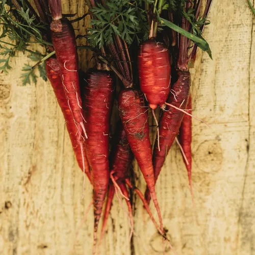 Vista 7 de Zanahoria roja dragón – 150 semillas – Variedad rara reliquia y polinizada abierta, semillas de vegetales sin OMG para plantar en interiores