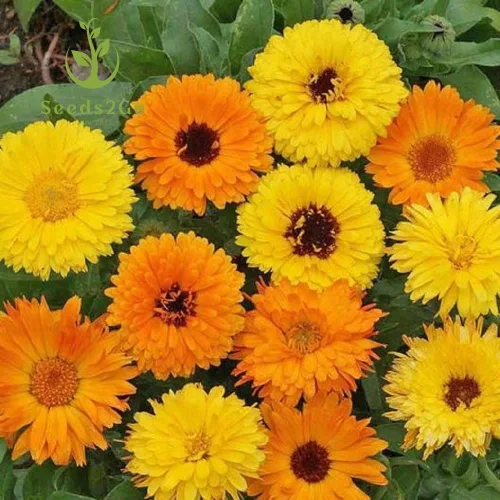 Vista 3 de Semillas de flores de caléndula, mezcla de belleza pacífica, paquete de 2,000 semillas por Seeds2Go