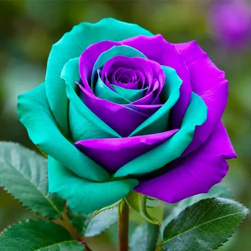 Vista 6 de Más de 265 semillas de rosas mixtas para plantar, semillas de flores tradicionales sin OMG