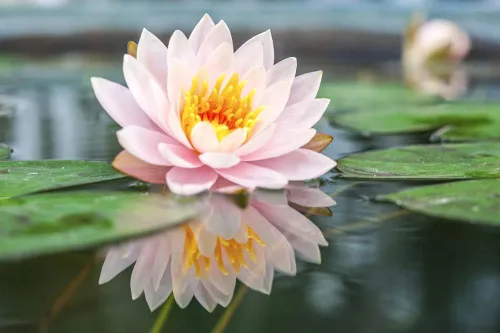 Vista 4 de Ficoszo 30 unidades de semillas de loto enana para plantar lirio de agua, semillas de loto Bonsai para plantas acuáticas, semillas de estanque