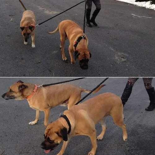 Vista 4 de 2 Correa para perros sin enredos Acoplador doble para perros para caminar y entrenar para perros pequeños y medianos (negro)