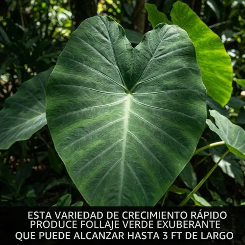 Vista 3 de Oreja de elefante gigante (3 bombillas) Colocasia Esculenta - Hermosos bulbos, tropicales