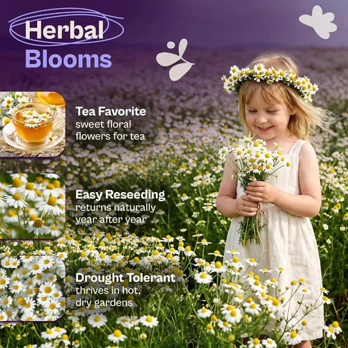 Vista 3 de SVI 3000 semillas de flores herbáceas de hierbas de manzanilla alemana