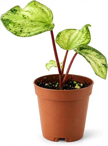 Vista 6 de Peperomia Ecuador Planta viva - Decoración