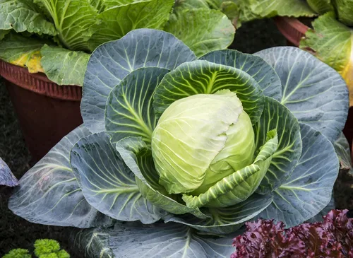 Vista 4 de Paquete variado de semillas de repollo para plantar, 4 variedades tradicionales: Bok Choy (Pac Choi), mercado de Copenhague, acre dorado y acre