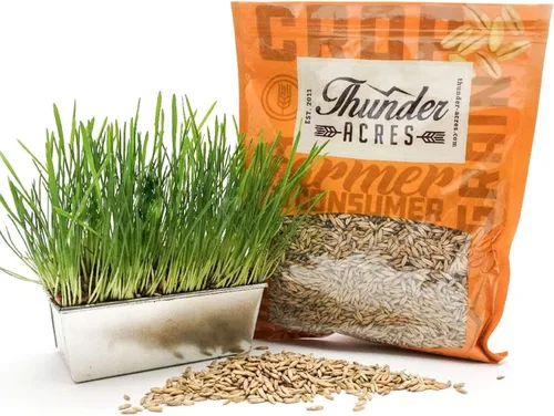 Vista 3 de Thunder Acres Sin OGM, Certificado Orgánico, Semilla de Avena (1 lb.)